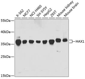 Western Blot - Anti-HAX1 Antibody (A14832) - Antibodies.com