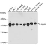 Western Blot - Anti-HAX1 Antibody (A14832) - Antibodies.com