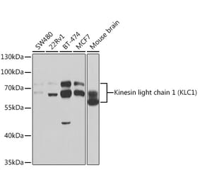 Western Blot - Anti-KLC1 Antibody (A14833) - Antibodies.com
