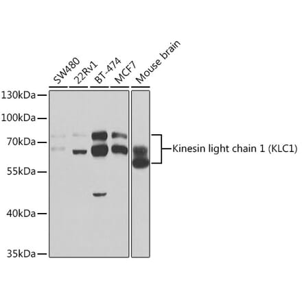 Western Blot - Anti-KLC1 Antibody (A14833) - Antibodies.com