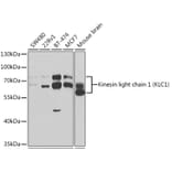 Western Blot - Anti-KLC1 Antibody (A14833) - Antibodies.com