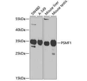 Western Blot - Anti-PSMF1 Antibody (A14835) - Antibodies.com