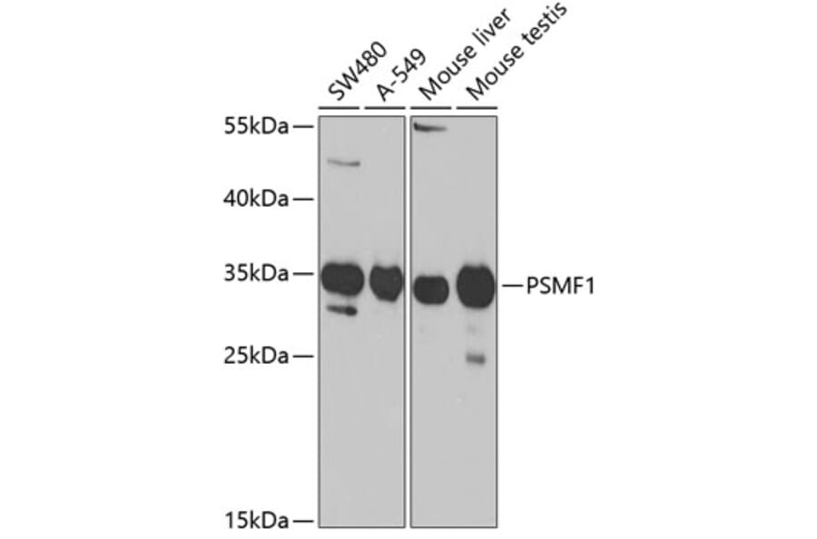 Western Blot - Anti-PSMF1 Antibody (A14835) - Antibodies.com