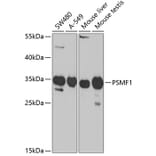 Western Blot - Anti-PSMF1 Antibody (A14835) - Antibodies.com