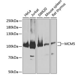 Western Blot - Anti-MCM5 Antibody (A14837) - Antibodies.com