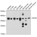 Western Blot - Anti-RPLP0 Antibody (A14838) - Antibodies.com