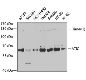 Western Blot - Anti-ATIC Antibody (A14840) - Antibodies.com