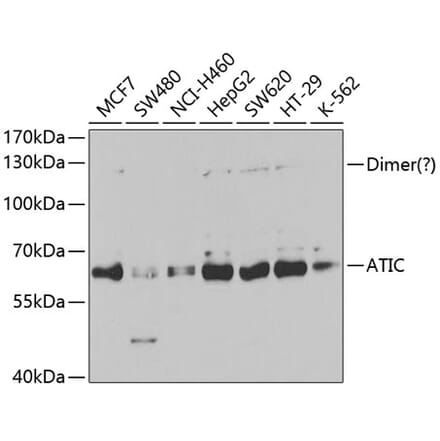 Western Blot - Anti-ATIC Antibody (A14840) - Antibodies.com