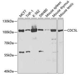 Western Blot - Anti-CDC5L Antibody (A14841) - Antibodies.com