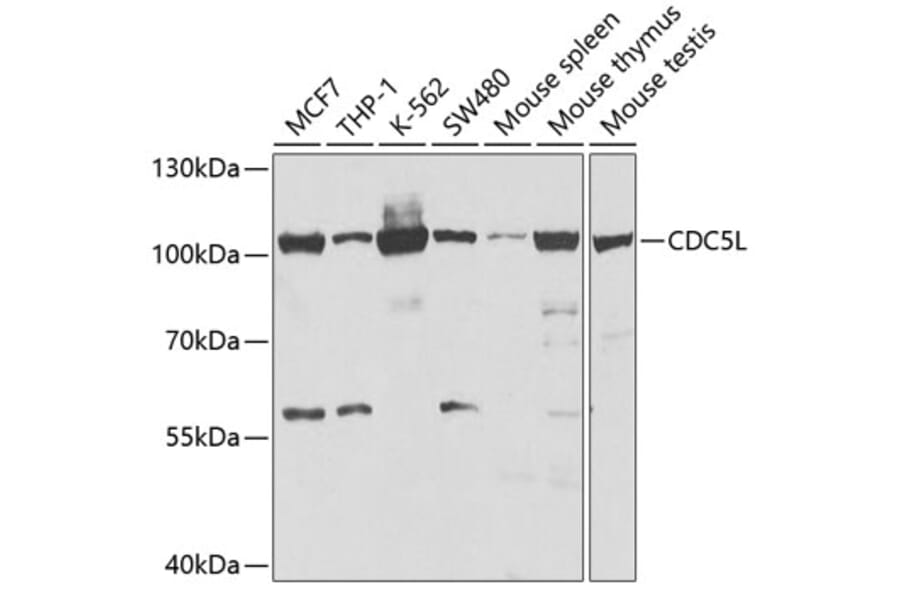 Western Blot - Anti-CDC5L Antibody (A14841) - Antibodies.com