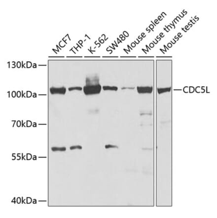 Western Blot - Anti-CDC5L Antibody (A14841) - Antibodies.com