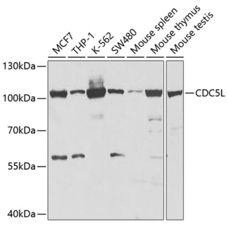 Western Blot - Anti-CDC5L Antibody (A14841) - Antibodies.com