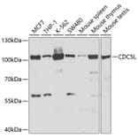 Western Blot - Anti-CDC5L Antibody (A14841) - Antibodies.com