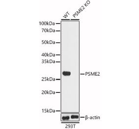 Western Blot - Anti-PSME2 Antibody (A14843) - Antibodies.com
