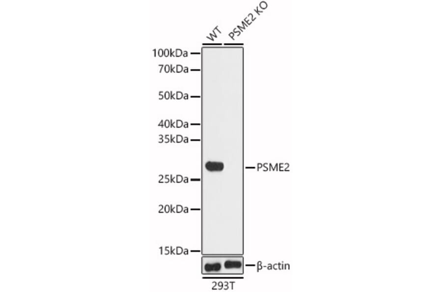 Western Blot - Anti-PSME2 Antibody (A14843) - Antibodies.com