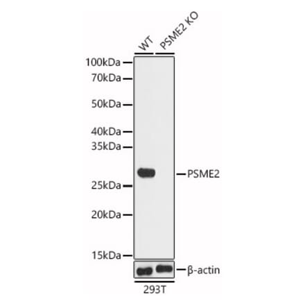 Western Blot - Anti-PSME2 Antibody (A14843) - Antibodies.com