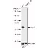 Western Blot - Anti-PSME2 Antibody (A14843) - Antibodies.com