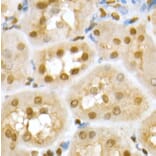 Immunohistochemistry - Anti-RING2/RING1B/RNF2 Antibody (A14844) - Antibodies.com