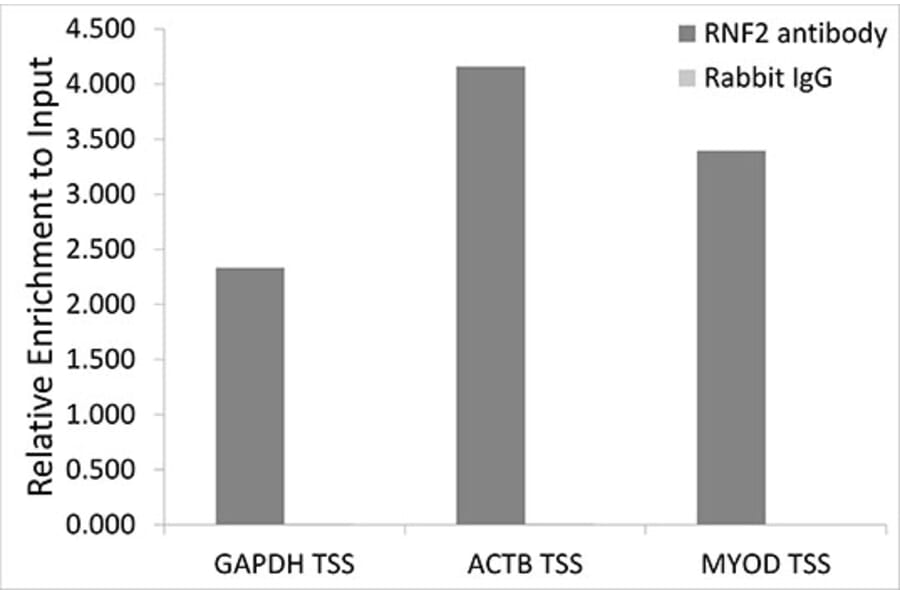 Chromatin Immunoprecipitation - Anti-RING2/RING1B/RNF2 Antibody (A14844) - Antibodies.com