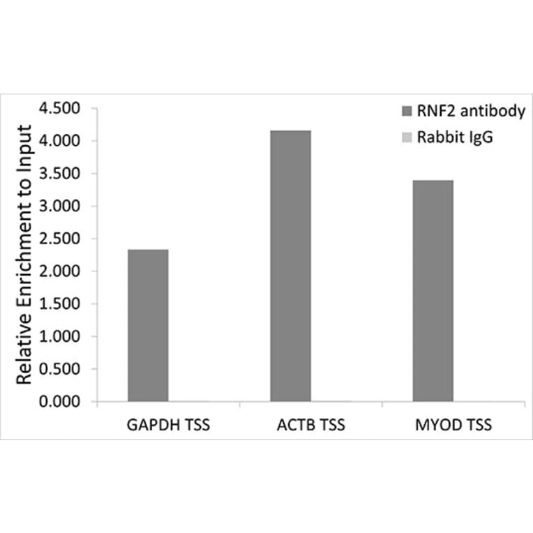 Chromatin Immunoprecipitation - Anti-RING2/RING1B/RNF2 Antibody (A14844) - Antibodies.com