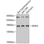 Western Blot - Anti-WNK3 Antibody (A5574) - Antibodies.com