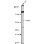 Western Blot - Anti-Thyroid Hormone Receptor alpha Antibody (A14855) - Antibodies.com