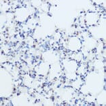 Immunohistochemistry - Anti-Thyroid Hormone Receptor alpha Antibody (A14855) - Antibodies.com