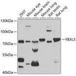 Western Blot - Anti-FBXL5 Antibody (A14857) - Antibodies.com