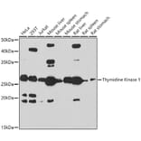 Western Blot - Anti-Thymidine Kinase 1/TK1 Antibody (A14858) - Antibodies.com