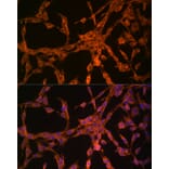 Immunofluorescence - Anti-Thymidine Kinase 1/TK1 Antibody (A14858) - Antibodies.com