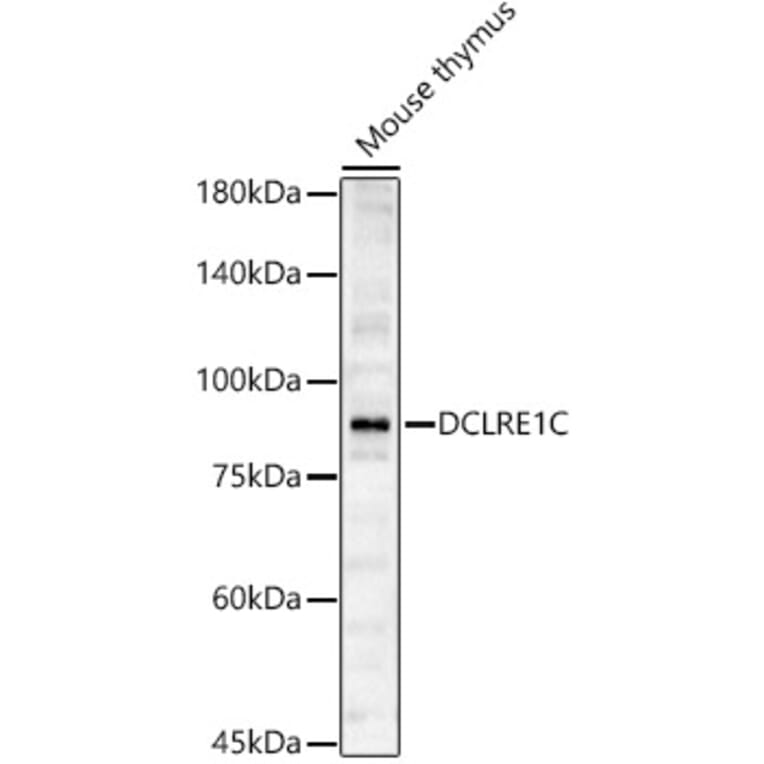 Western Blot - Anti-Artemis Antibody (A14860) - Antibodies.com
