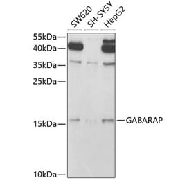 Western Blot - Anti-GABARAP Antibody (A14861) - Antibodies.com