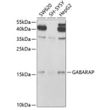 Western Blot - Anti-GABARAP Antibody (A14861) - Antibodies.com