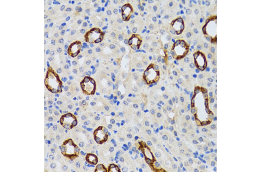 Immunohistochemistry - Anti-GABARAP Antibody (A14861) - Antibodies.com