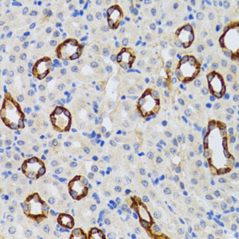 Immunohistochemistry - Anti-GABARAP Antibody (A14861) - Antibodies.com