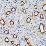 Immunohistochemistry - Anti-GABARAP Antibody (A14861) - Antibodies.com