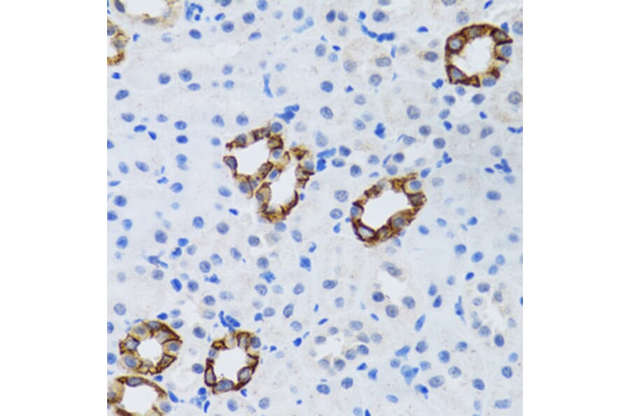 Immunohistochemistry - Anti-GABARAP Antibody (A14861) - Antibodies.com