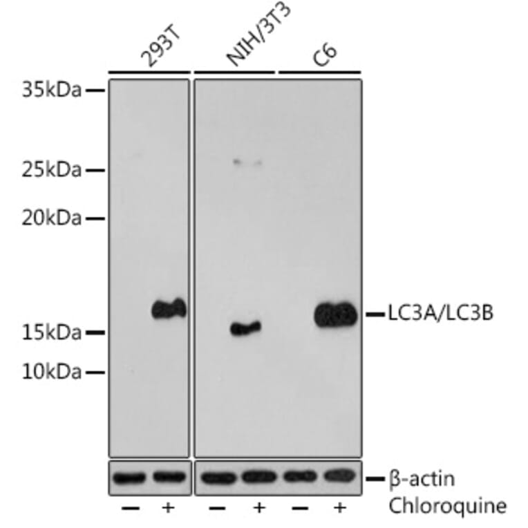 Western Blot - Anti-MAP1LC3A + LC3B Antibody (A14863) - Antibodies.com