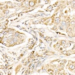Immunohistochemistry - Anti-MAP1LC3A + LC3B Antibody (A14863) - Antibodies.com