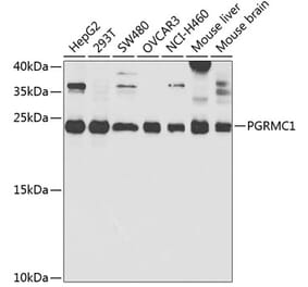 Western Blot - Anti-PGRMC1 Antibody (A14864) - Antibodies.com