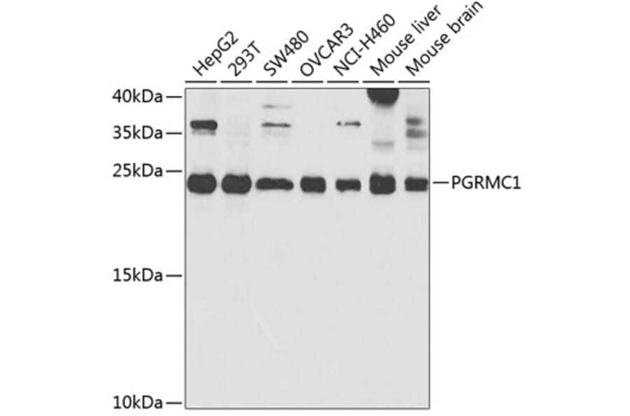 Western Blot - Anti-PGRMC1 Antibody (A14864) - Antibodies.com