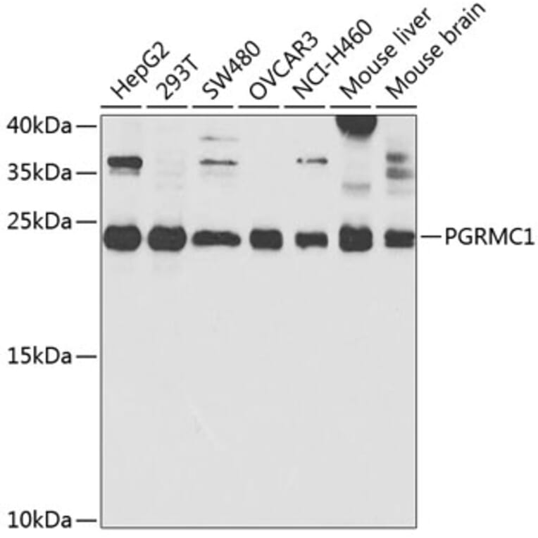 Western Blot - Anti-PGRMC1 Antibody (A14864) - Antibodies.com