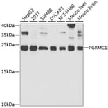 Western Blot - Anti-PGRMC1 Antibody (A14864) - Antibodies.com