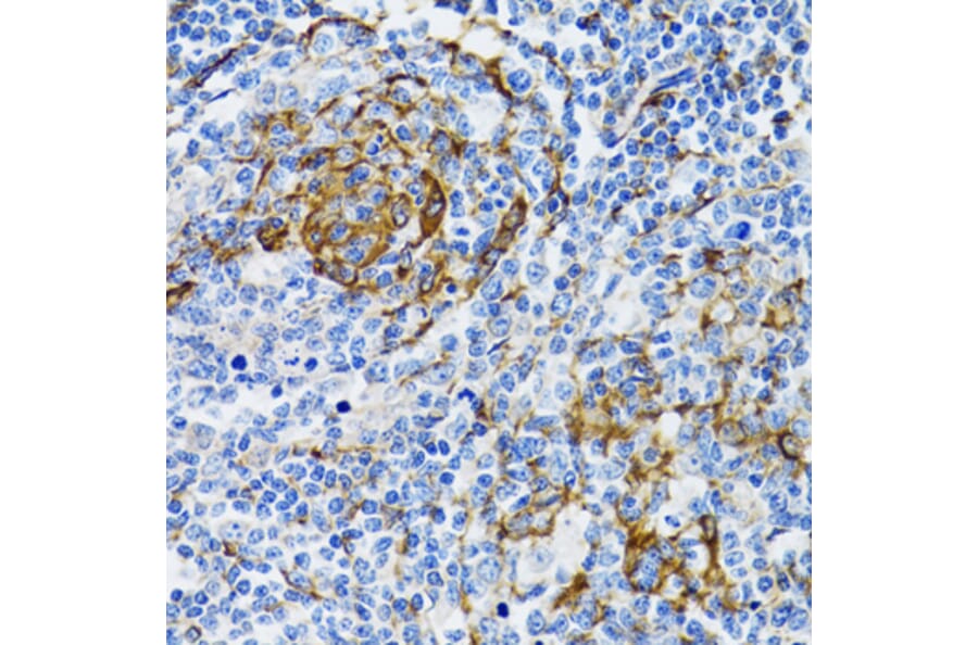 Immunohistochemistry - Anti-PGRMC1 Antibody (A14864) - Antibodies.com