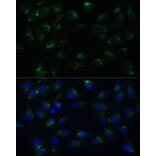 Immunofluorescence - Anti-PGRMC1 Antibody (A14864) - Antibodies.com
