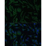 Immunofluorescence - Anti-PGRMC1 Antibody (A14864) - Antibodies.com