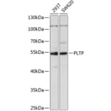 Western Blot - Anti-PLTP Antibody (A14869) - Antibodies.com