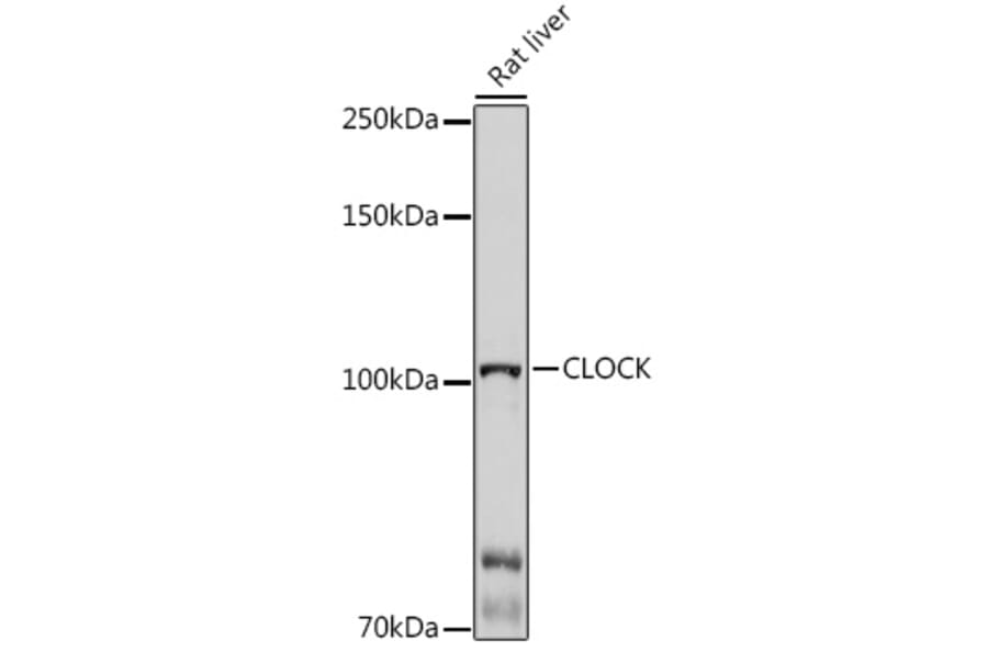 Western Blot - Anti-KAT13D/CLOCK Antibody (A14871) - Antibodies.com