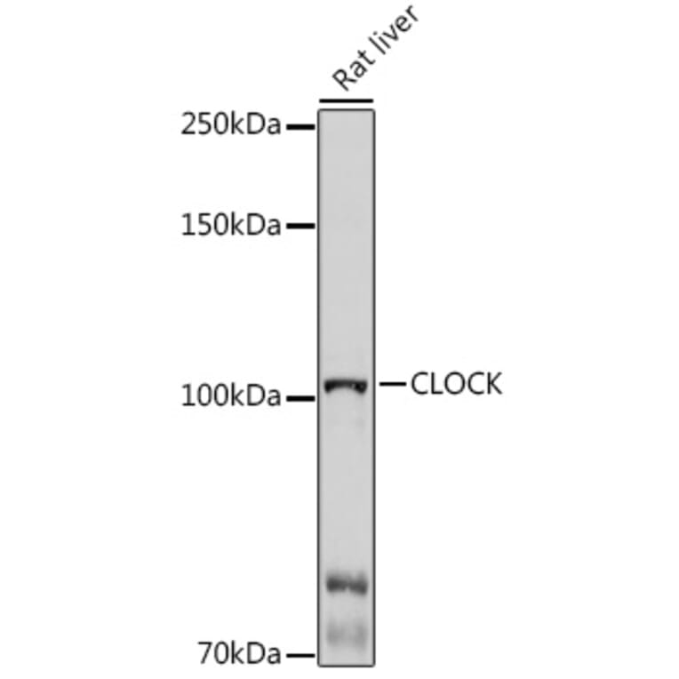 Western Blot - Anti-KAT13D/CLOCK Antibody (A14871) - Antibodies.com