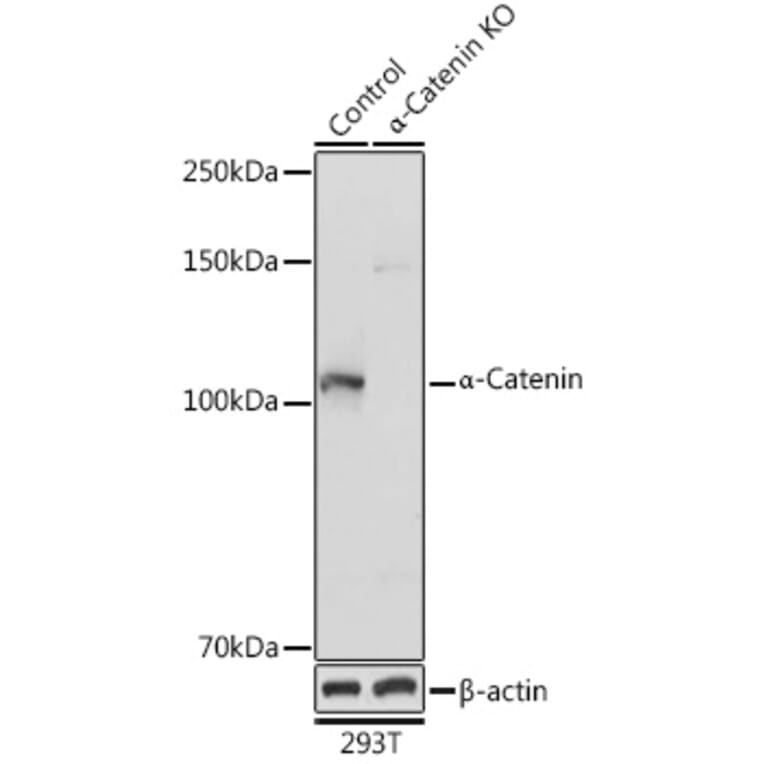 Western Blot - Anti-CTNNA1 Antibody (A14873) - Antibodies.com
